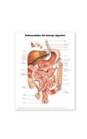 Diseases of the Digestive System Anatomical Chart in Spanish (Enfermedades del Sistema Digestivo)