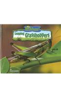 Leaping Grasshoppers