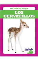 Los Cervatillos (Deer Fawns)