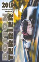 Boston Terrier 2019 Mini Wall Calendar (UK Edition)