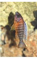 Aulonocara Jacobfreibergi Africa Cichlid Journal