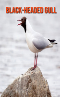 Black-Headed Gull