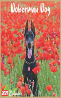 Doberman Dog 2021 Calendar