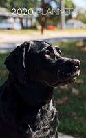 2020 Planner: Increase productivity, improve time management, reach your goals: Beautiful black Labrador Retriever: Modern artistic photography style