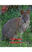 Pademelon Sketchbook