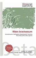 Ribes Bracteosum: (English)