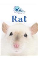 Rat
