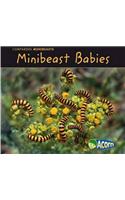 Minibeast Babies: (Comparing Minibeasts)