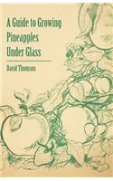Guide to Growing Pineapples under Glass