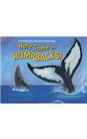 Here Come the Humpbacks