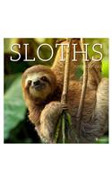 Sloths 2019 Wall Calendar