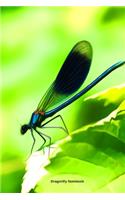 Dragonfly Notebook