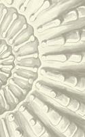 Ammonite notebook