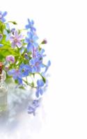 Essential Oil Aromatherapy Aroma Oils Herbal Herbs Herbology Alternative Therapy: Notebook Large Size 8.5 x 11 Ruled 150 Pages Softcover
