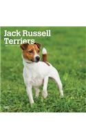 Jack Russell Terriers International Edition 2021 Square Btuk