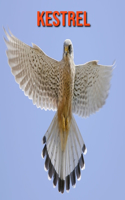 Kestrel: Fun Facts & Cool Pictures