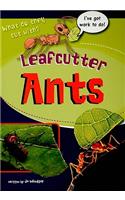 Leafcutter Ants