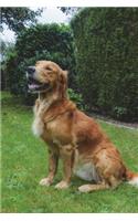 Golden Retriever Sitting in the Grass Journal: 150 page lined notebook/diary