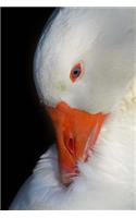 Close-up Portrait of a Goose Animal Journal