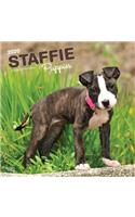 Staffordshire Bull Terrier Puppies 2020 Square Btuk