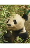 Panda Notebook: 8.5 X 11 202 College Ruled Pages