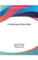 Gathering of Shore Birds