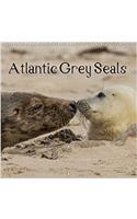 Atlantic Grey Seals 2017