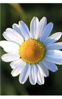 Simple White Daisy Journal