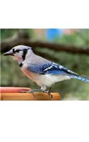 Blue Jay Bird