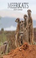 MEERKATS 2020