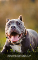 American Bully