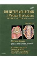 Netter Collection of Medical Illustrations, Volume 7