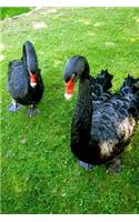 Two Black Swans Journal: 150 Page Lined Notebook/Diary
