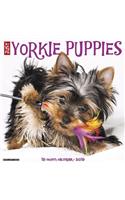 Just Yorkie Puppies 2019 Wall Calendar (Dog Breed Calendar)