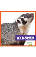 Badgers