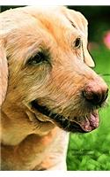 Chien Labrador Carnet de notes