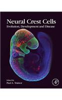 Neural Crest Cells