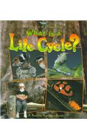 What Is a Life Cycle?