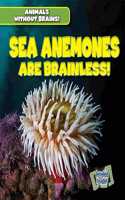 Sea Anemones Are Brainless!
