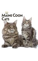 Maine Coon Cats 2019 Square