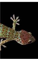 Gecko Notebook