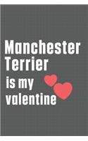 Manchester Terrier is my valentine: For Maremma Sheepdog Fans