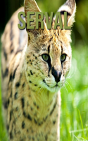 Serval: Children's Book An Amazing Animal Picture Book about Serval for Kids