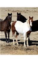 Horse Photo School Composition Book Equine Pasture Trio: Horse Photo Equine Covers Composition Books Notebooks (Notebook, Diary, Blank Book)