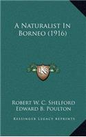 A Naturalist In Borneo (1916)