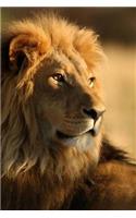 MindBlowing Cute Big Cats Journal 2