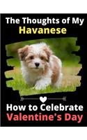 The Thoughts of My Havanese
