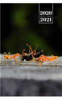 Ant Insect Myrmecology Week Planner Weekly Organizer Calendar 2020 / 2021 - The Fly