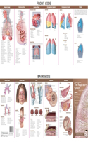 Anatomical Chart Company's Illustrated Pocket Anatomy: Anatomy & Disorders of The Respiratory System Study Guide: (Anatomical Chart Company's Illustrated Pocket Anatomy)