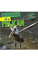 The Life Cycle of a Pelican